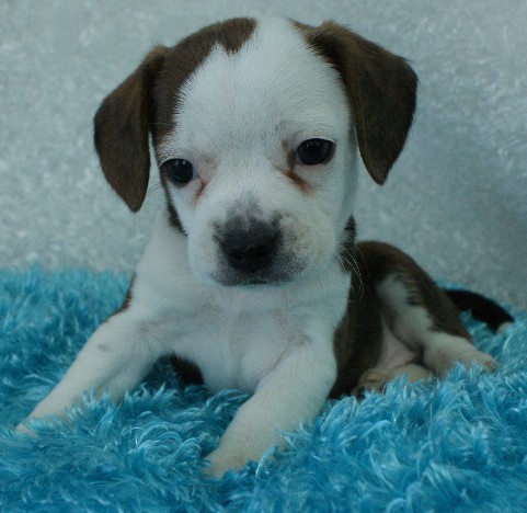 Star Boggle Rockin R Puppies