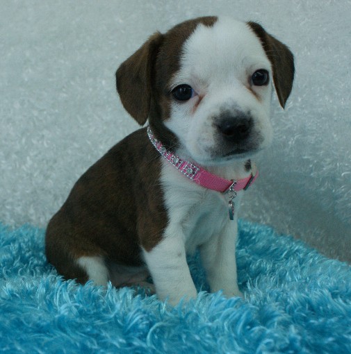 Star Boggle Rockin R Puppies