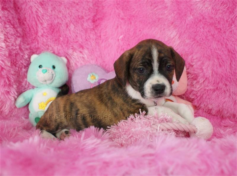 Whisper Boggle Rockin R Puppies