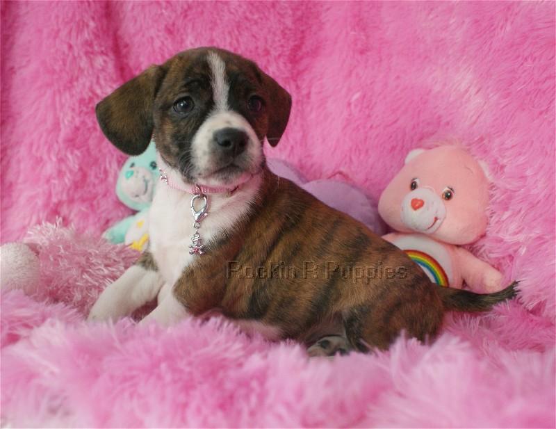 Whisper Boggle Rockin R Puppies