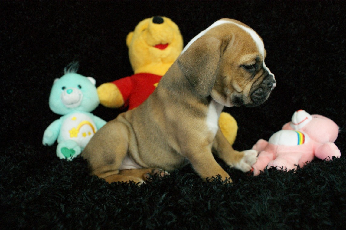 Summer Beabull Bull: Rockin R Puppies