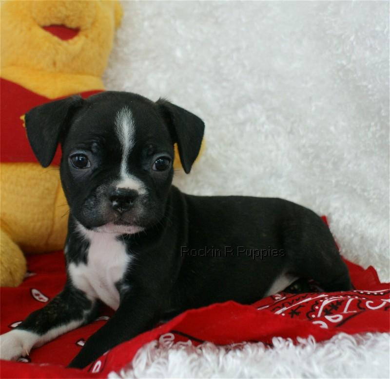 Jaxon Froston: Rockin R Puppies