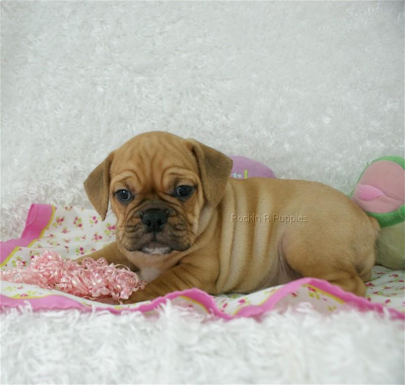 Elizabeth Puggle Bull Rockin R Puppies