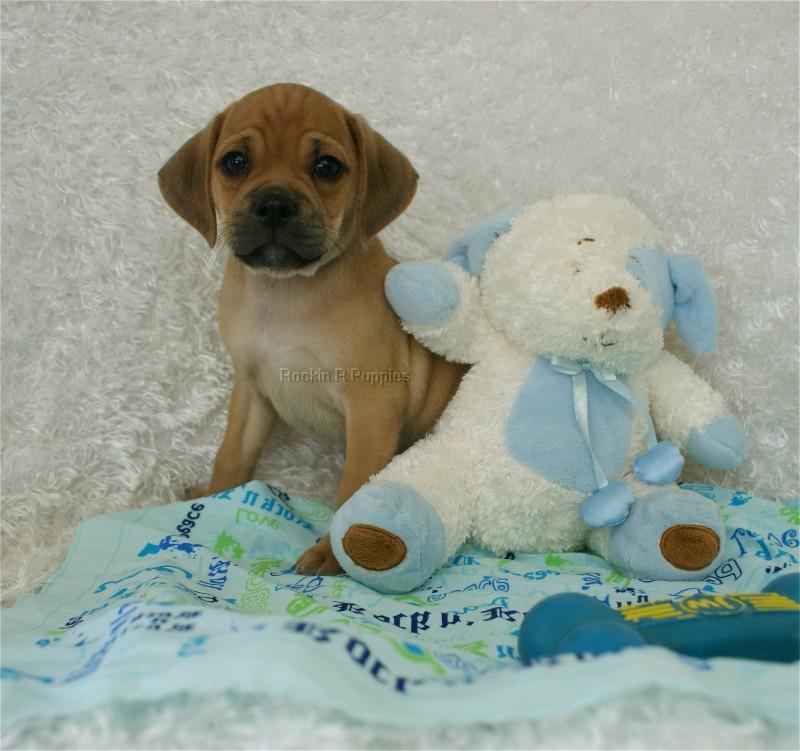 Abel Puggle: Rockin R Puppies