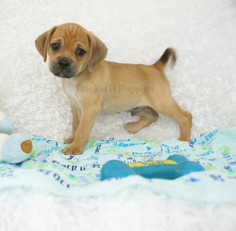 Abel Puggle: Rockin R Puppies