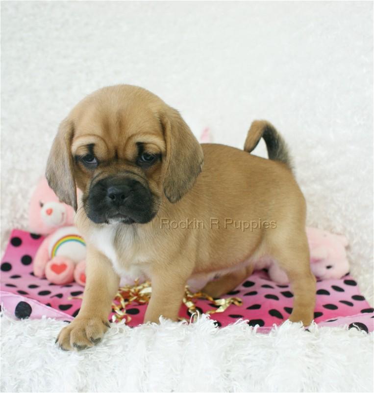 Abigail Puggle: Rockin R Puppies
