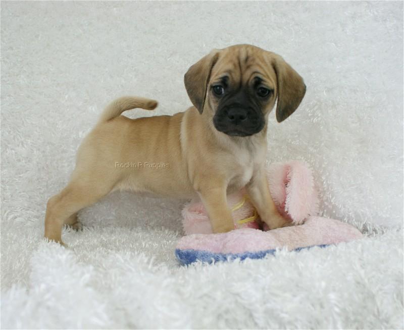 Alana Puggle: Rockin R Puppies
