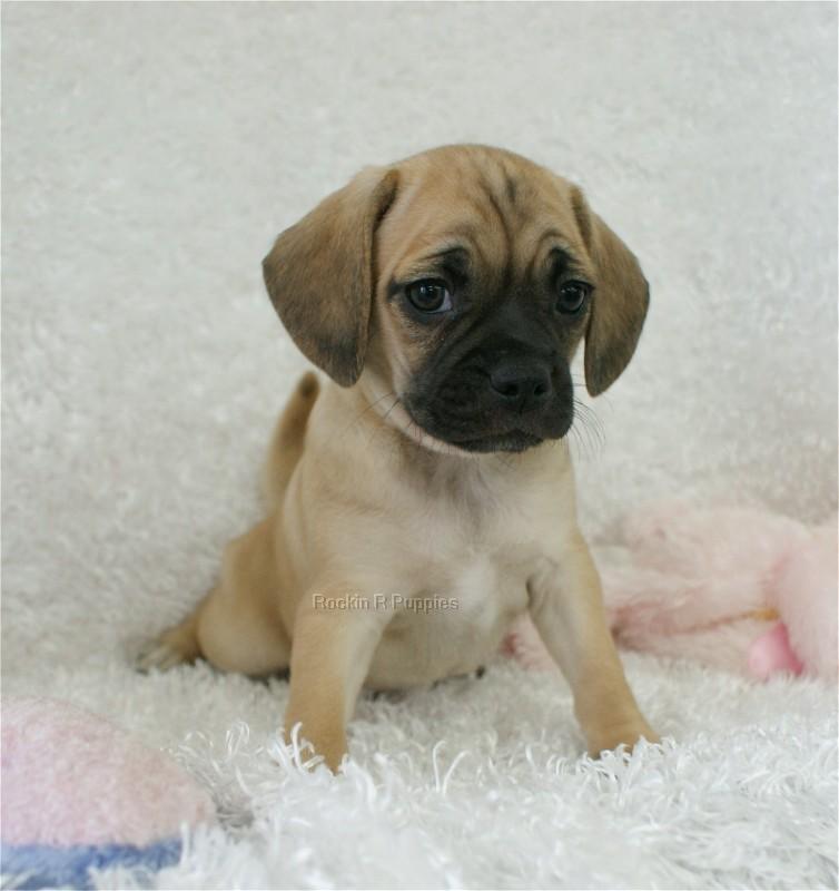 Alana Puggle: Rockin R Puppies