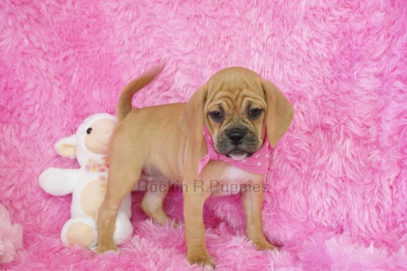 Apple Puggle: Rockin R Puppies
