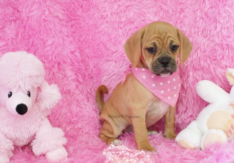 Apple Puggle: Rockin R Puppies