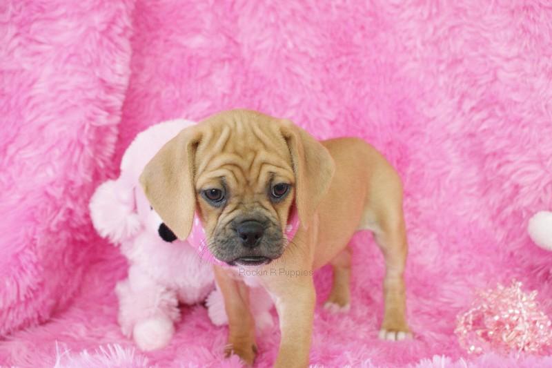 Apple Puggle: Rockin R Puppies