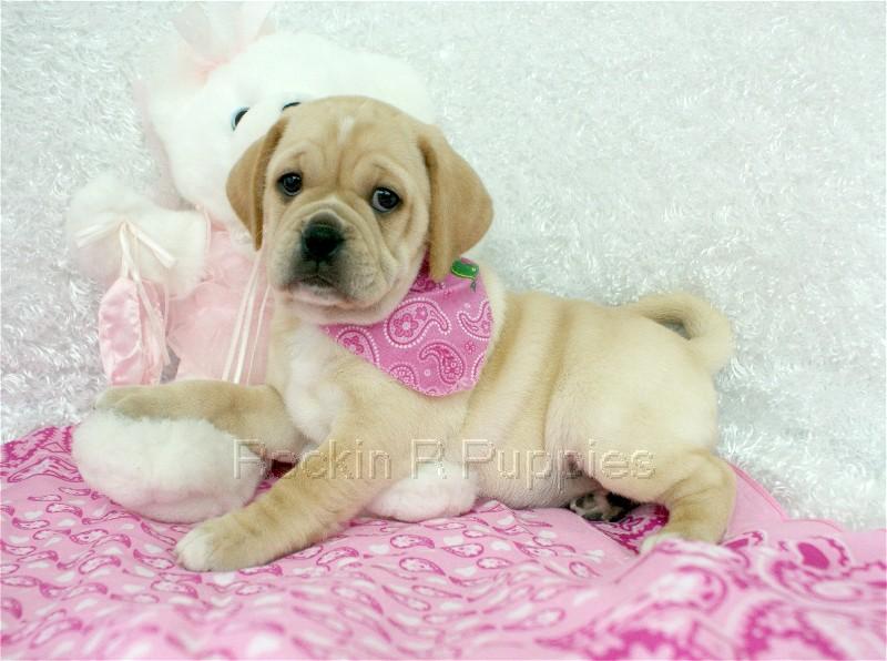Avery Puggle: Rockin R Puppies