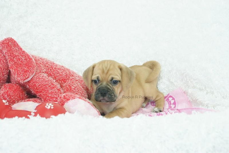 Chloe Puggle: Rockin R Puppies
