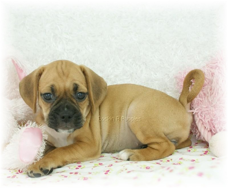 Delilah Puggle: Rockin R Puppies
