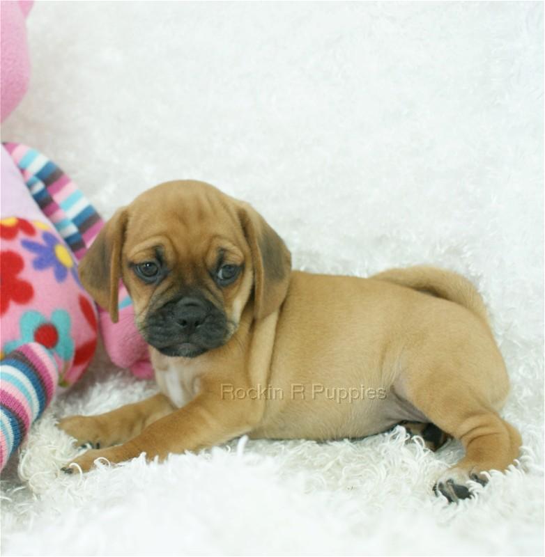 Dimples Puggle: Rockin R Puppies