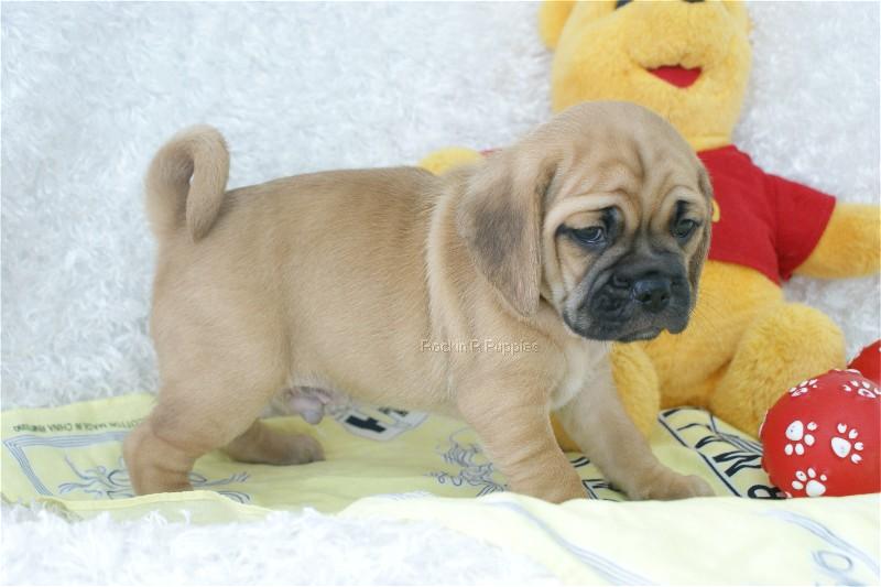 Drake Puggle: Rockin R Puppies