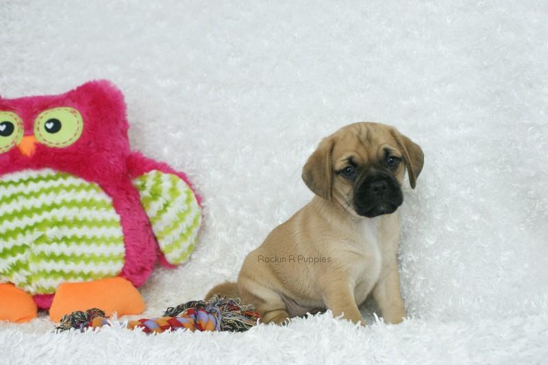 Dumpling Puggle: Rockin R Puppies