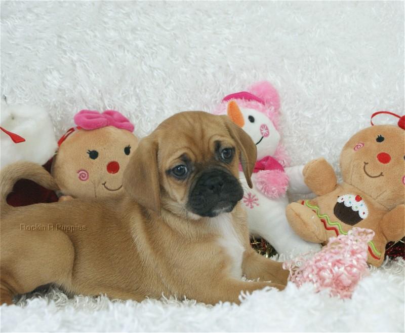 Puggle: Rockin R Puppies