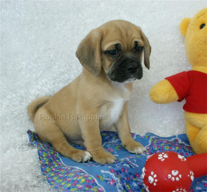Hercules Puggle: Rockin R Puppies