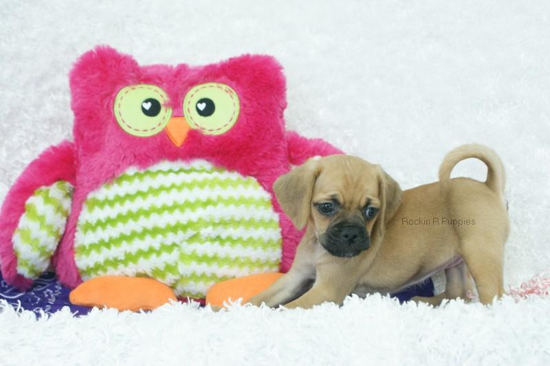 Maddie Puggle: Rockin R Puppies
