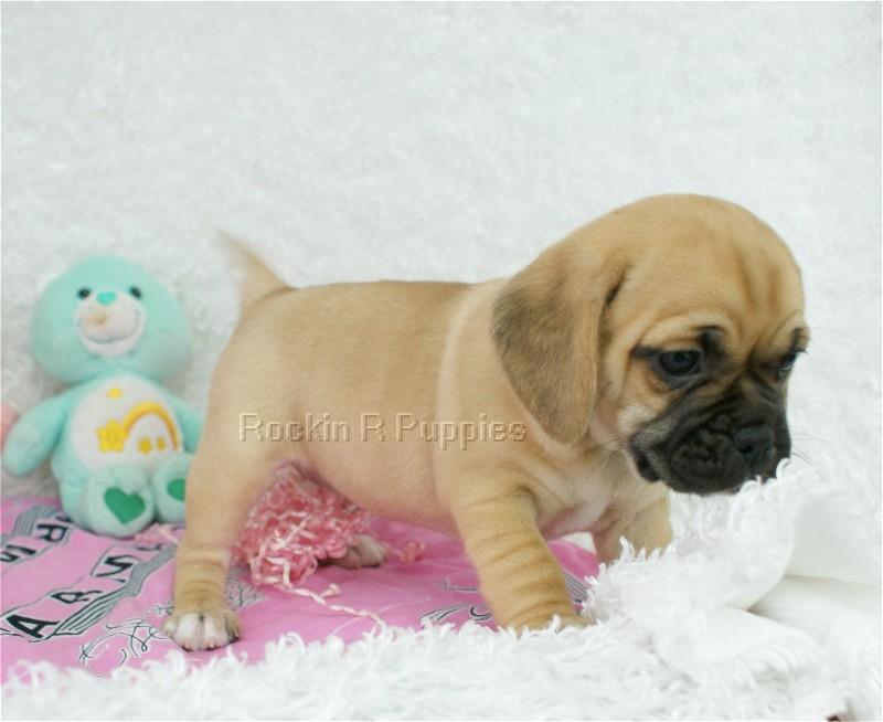 Marsha Puggle: Rockin R Puppies