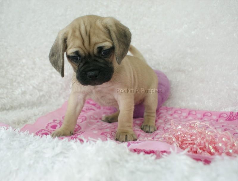 Mini Puggle: Rockin R Puppies