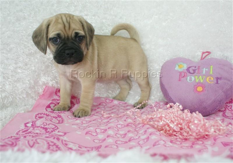 Mini Puggle: Rockin R Puppies