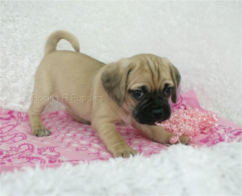 Mini Puggle: Rockin R Puppies
