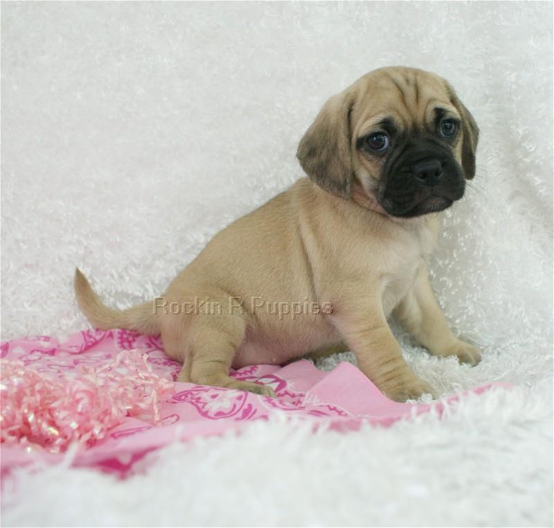 Mini Puggle: Rockin R Puppies