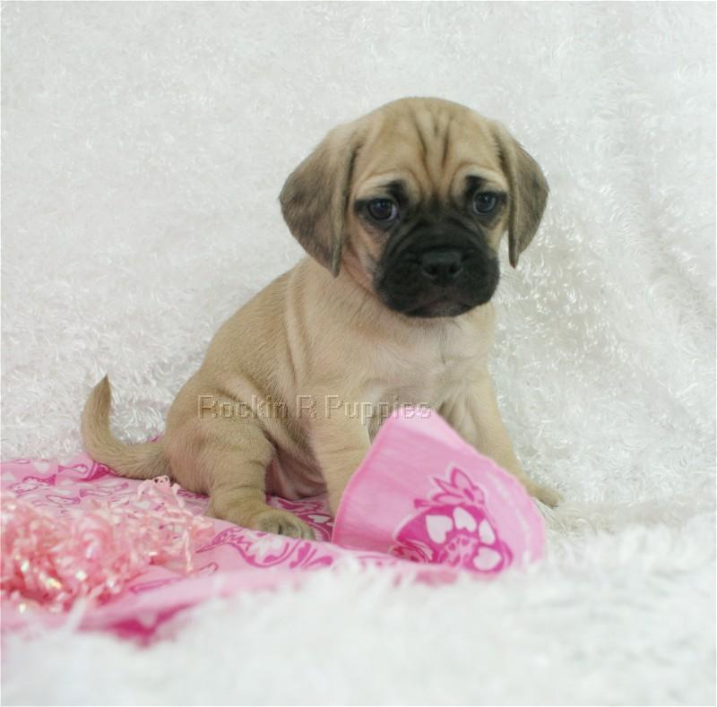 Mini Puggle: Rockin R Puppies