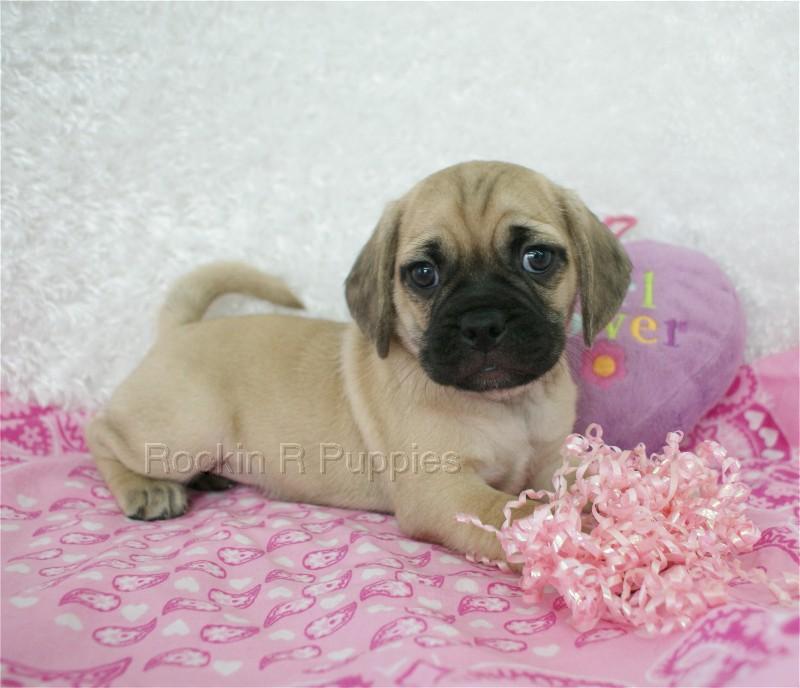 Mini Puggle: Rockin R Puppies