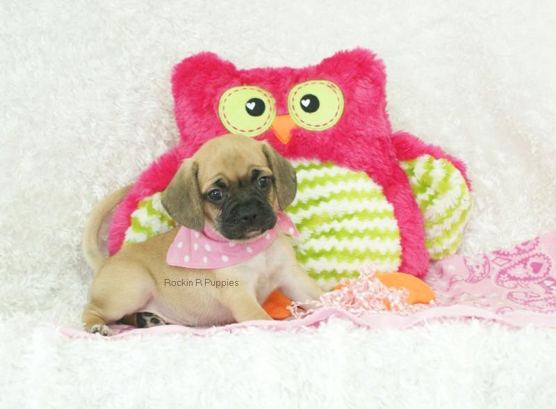 Mirage Puggle: Rockin R Puppies