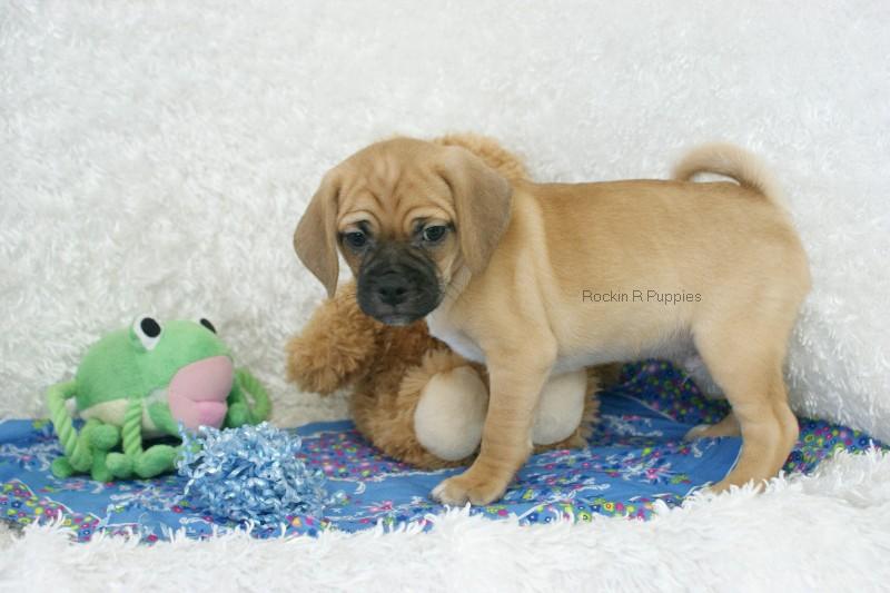 Ralphy Puggle: Rockin R Puppies