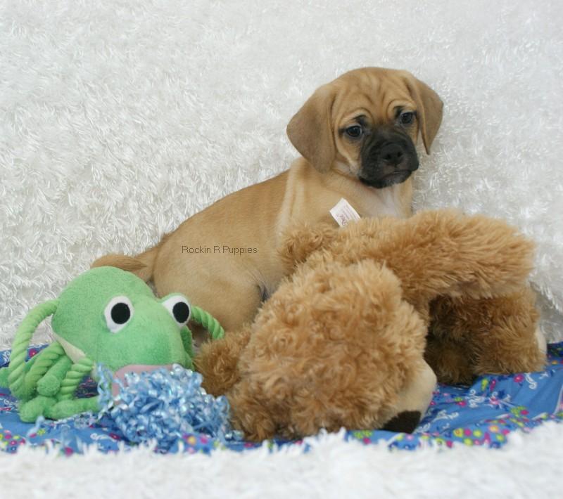 Ralphy Puggle: Rockin R Puppies