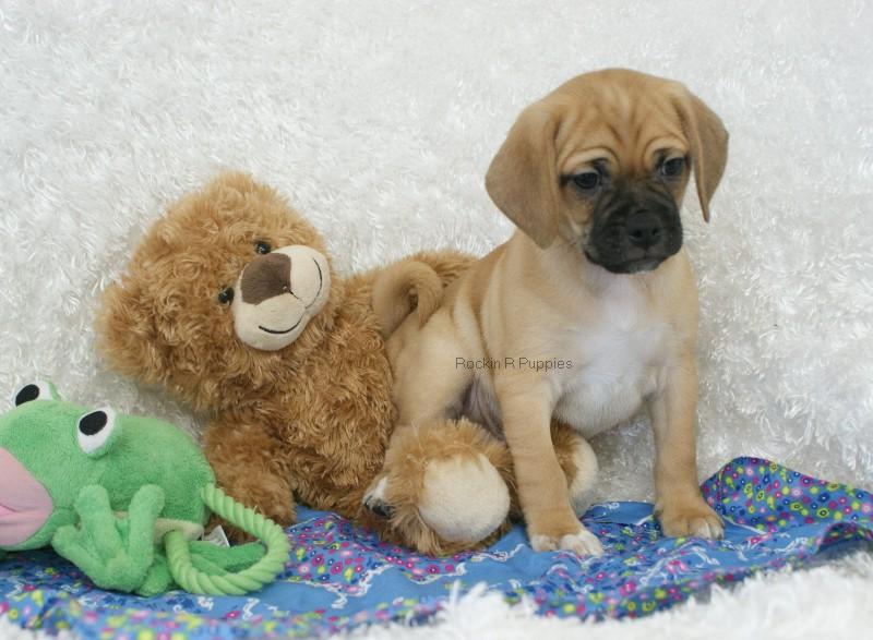 Ralphy Puggle: Rockin R Puppies