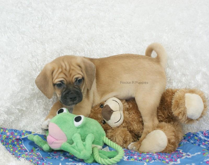 Ralphy Puggle: Rockin R Puppies