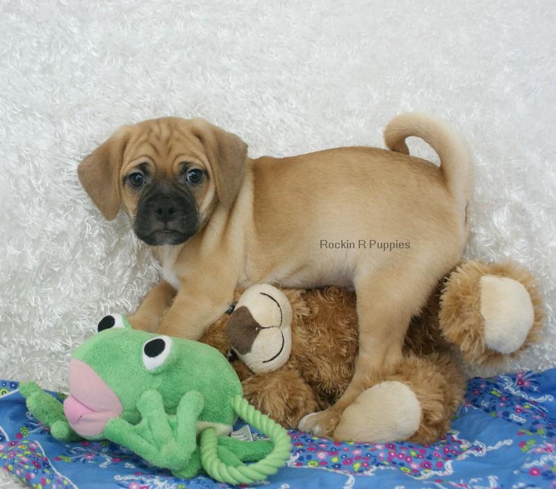 Ralphy Puggle: Rockin R Puppies