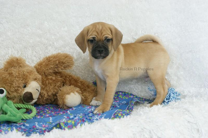 Ralphy Puggle: Rockin R Puppies
