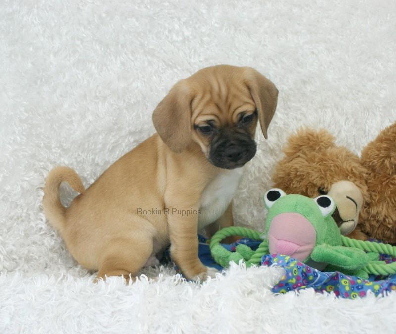 Ralphy Puggle: Rockin R Puppies