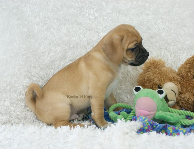 Ralphy Puggle: Rockin R Puppies