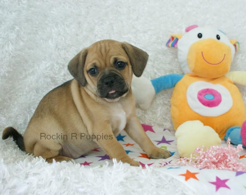 Roxi Puggle: Rockin R Puppies