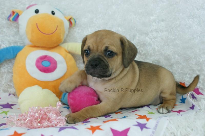 Roxi Puggle: Rockin R Puppies