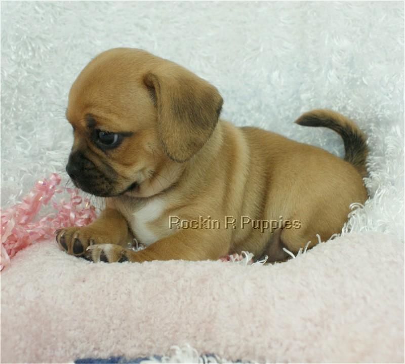 Tiny Puggle: Rockin R Puppies