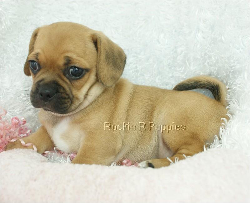 Tiny Puggle: Rockin R Puppies