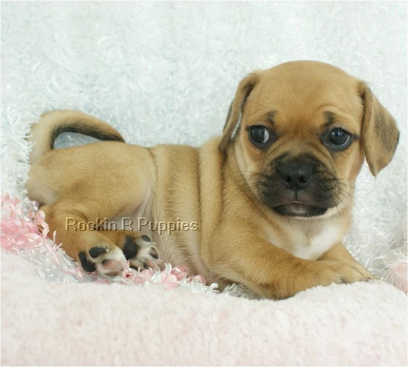 Tiny Puggle: Rockin R Puppies