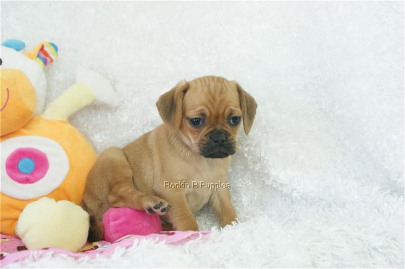 Tiny Puggle: Rockin R Puppies
