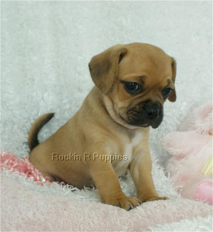Tiny Puggle: Rockin R Puppies