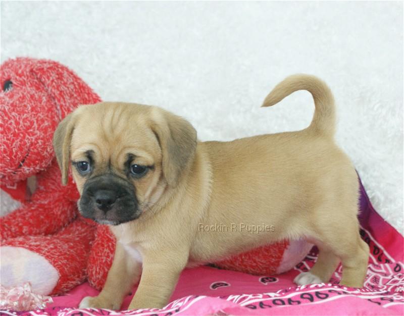 Wendy Puggle: Rockin R Puppies