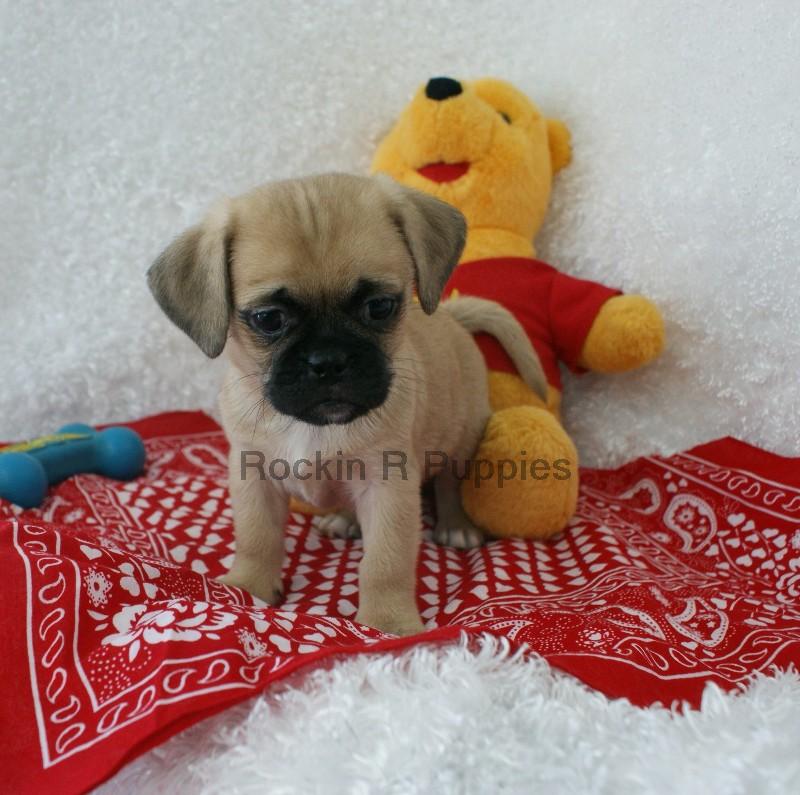 Paws Puginese: Rockin R Puppies