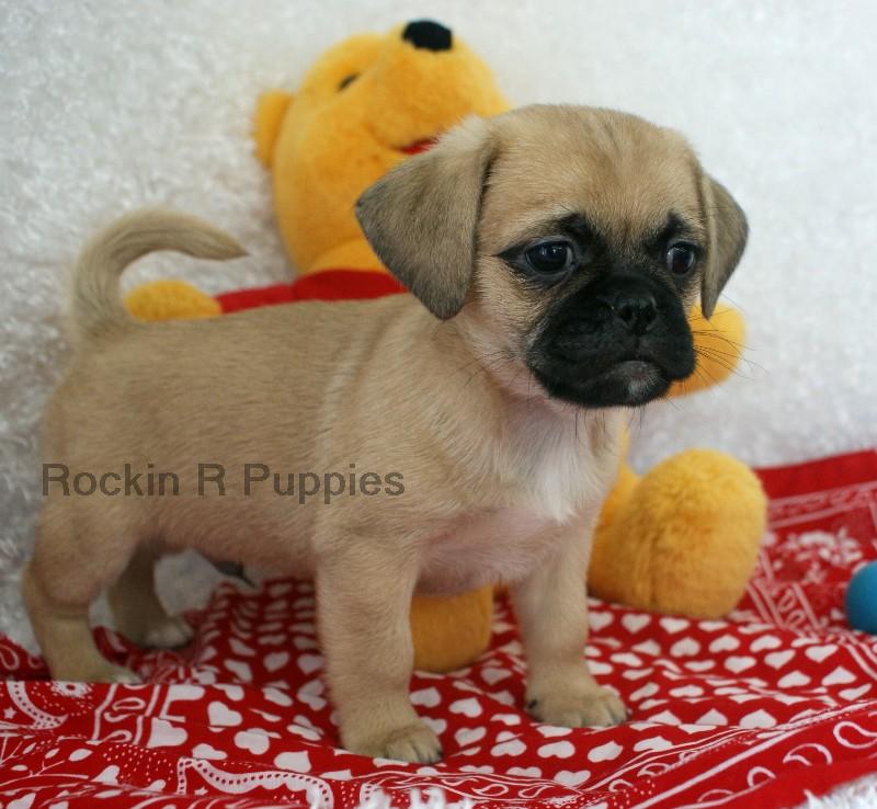 Paws Puginese: Rockin R Puppies